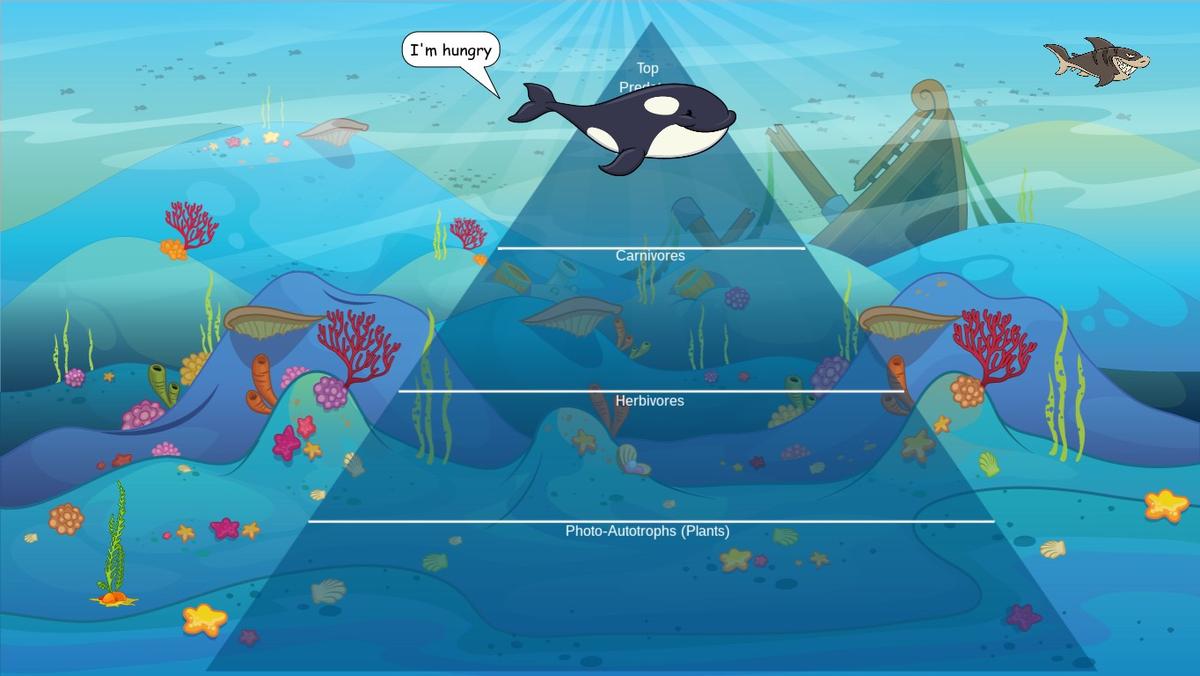 Ocean Ecological Pyramid - TEMPLATE