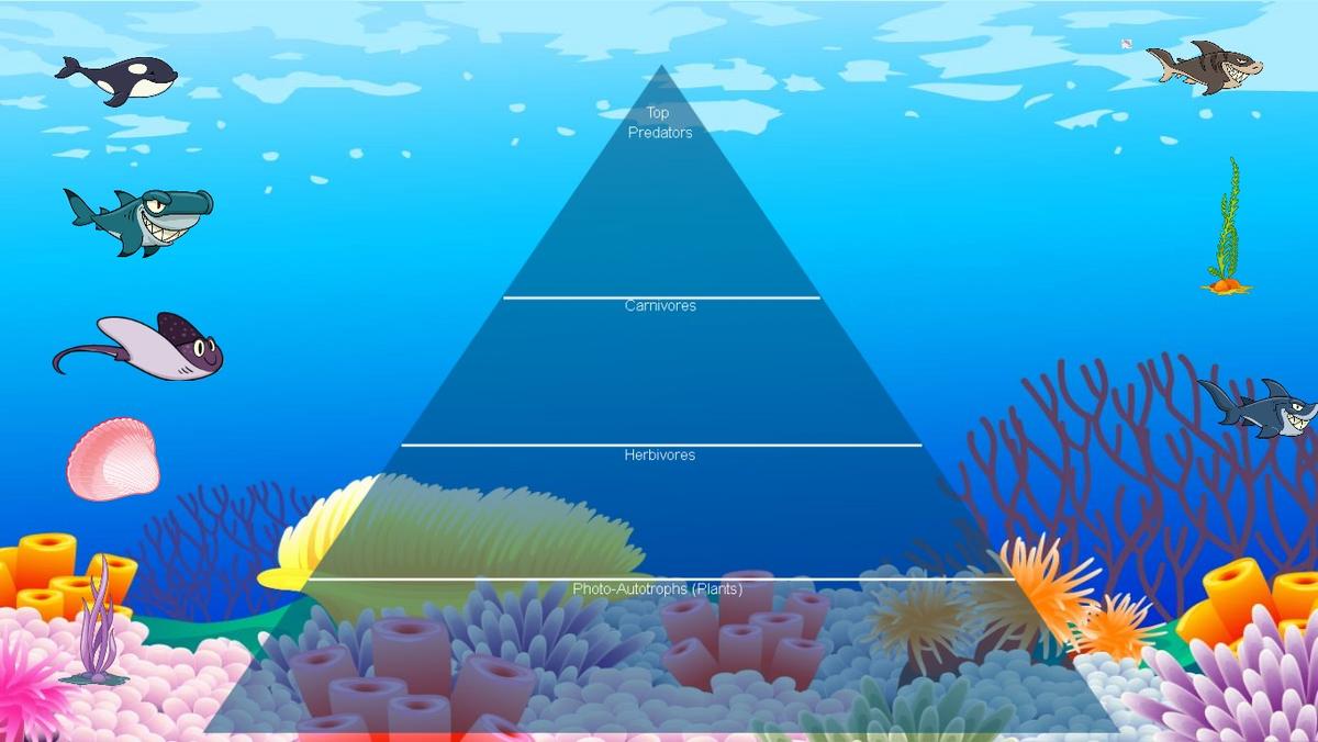 Ocean Ecological Pyramid - TEMPLATE