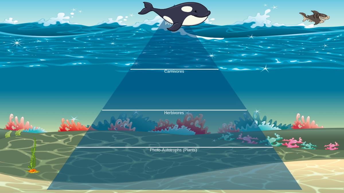 Ocean Ecological Pyramid - TEMPLATE