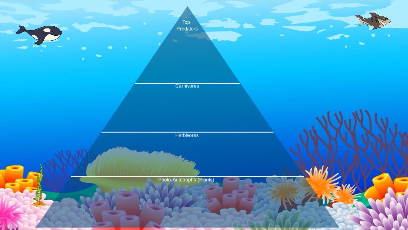 Ocean Ecological Pyramid - TEMPLATE