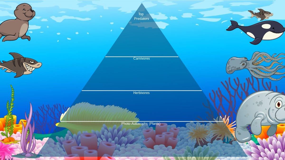 Ocean Ecological Pyramid - TEMPLATE