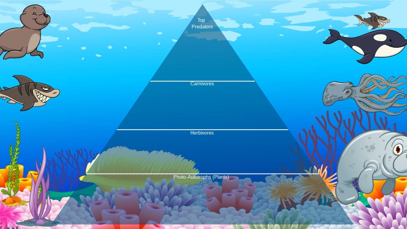 Ocean Ecological Pyramid - TEMPLATE