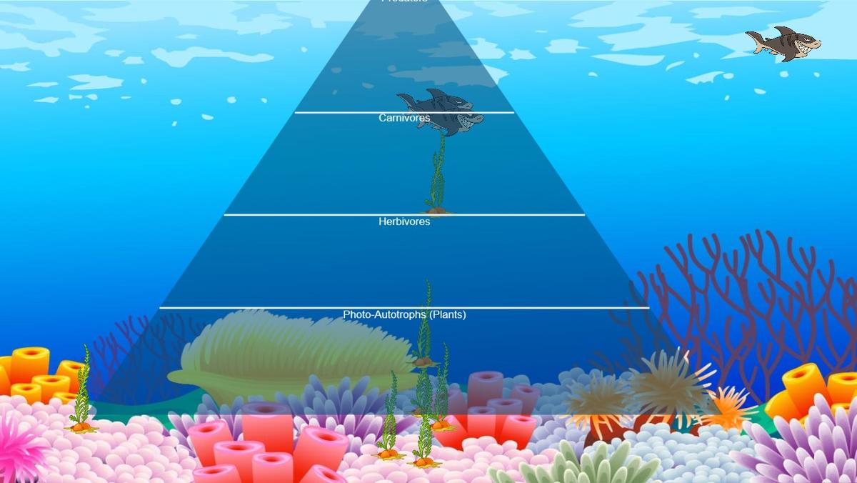 Ocean Ecological Pyramid - TEMPLATE