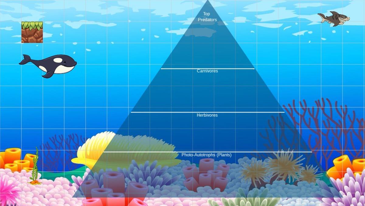 Ocean Ecological Pyramid - TEMPLATE