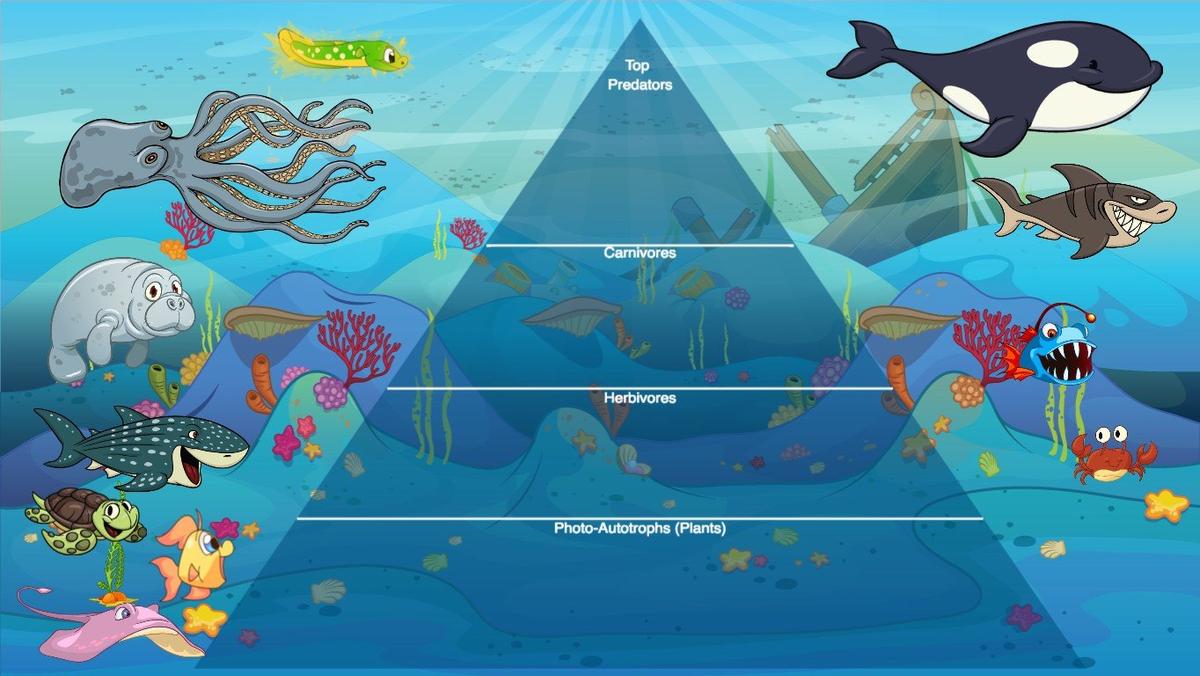 Ocean Ecological Pyramid - TEMPLATE