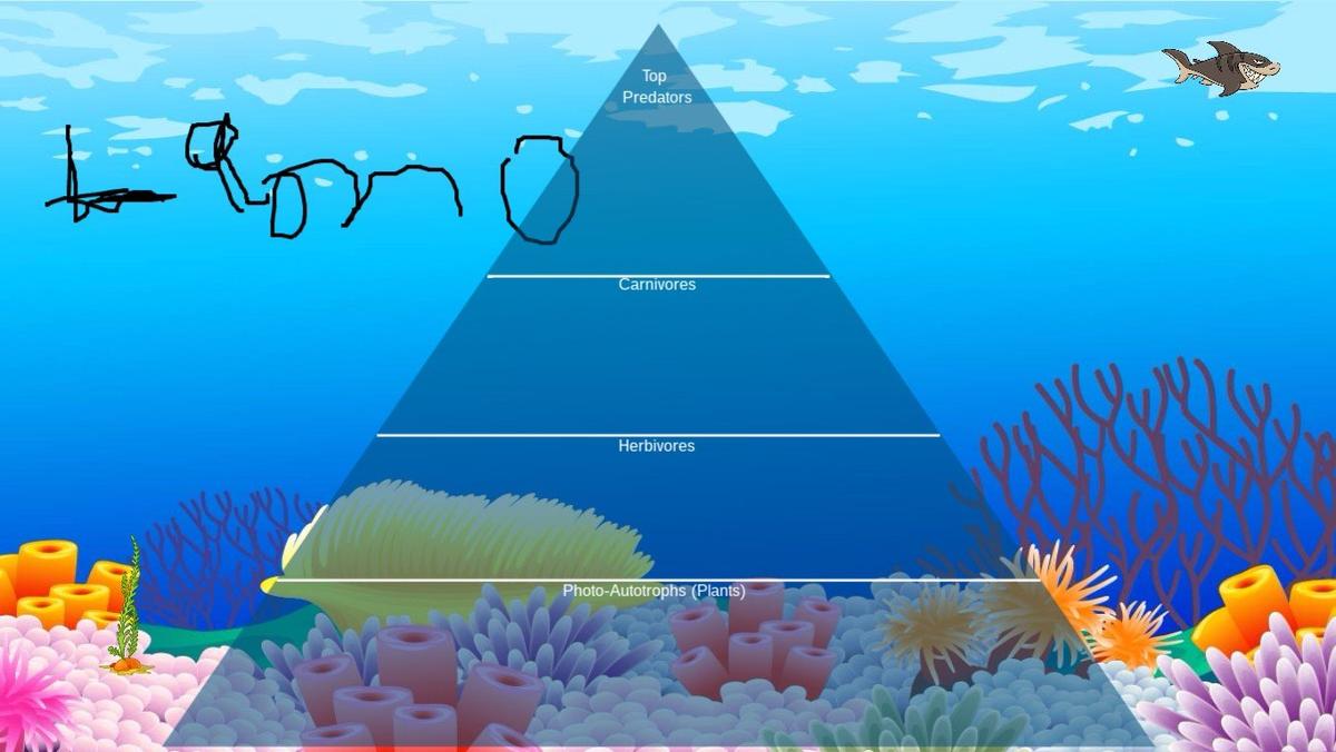 Ocean Ecological Pyramid - TEMPLATE