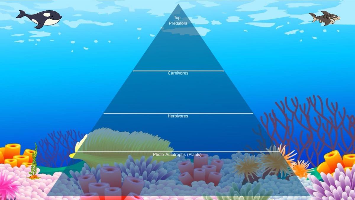 Ocean Ecological Pyramid - TEMPLATE