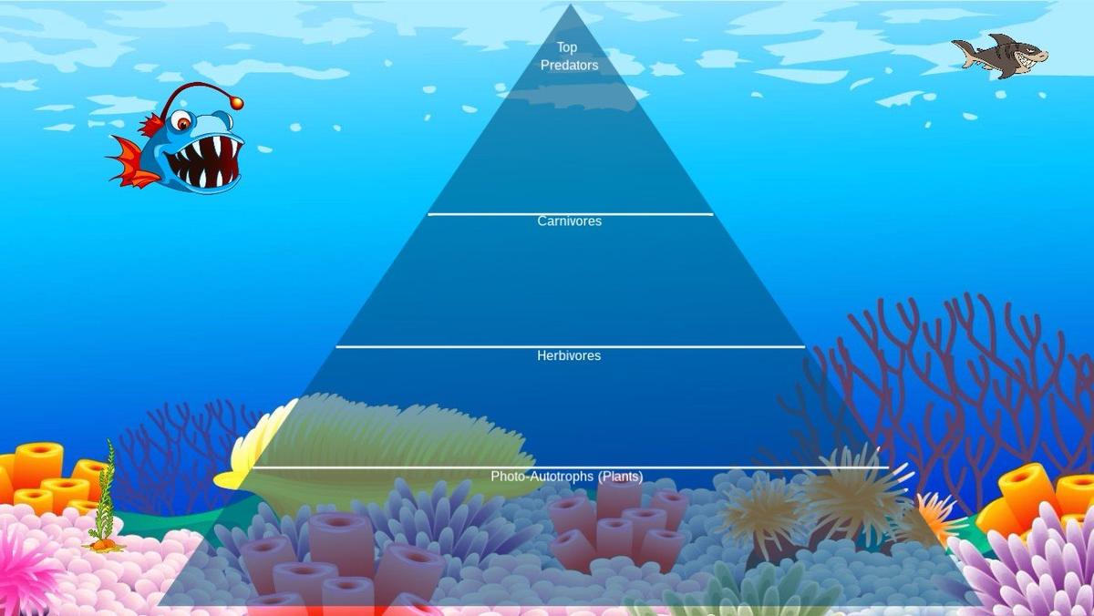 Ocean Ecological Pyramid - TEMPLATE