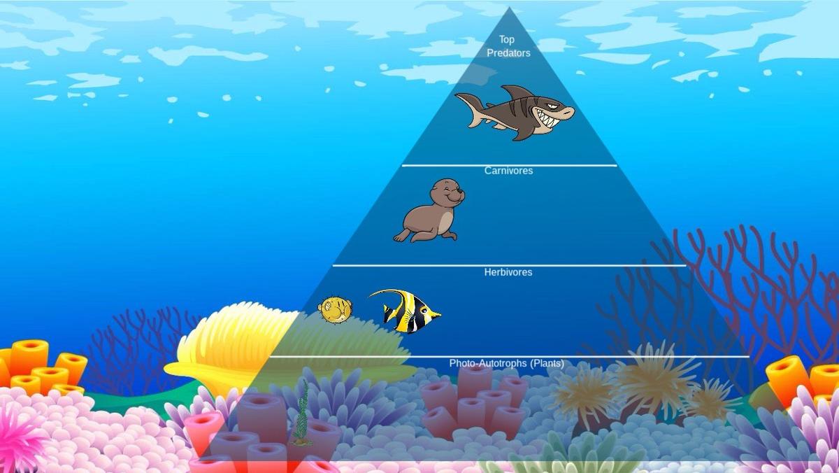 Ocean Ecological Pyramid - TEMPLATE