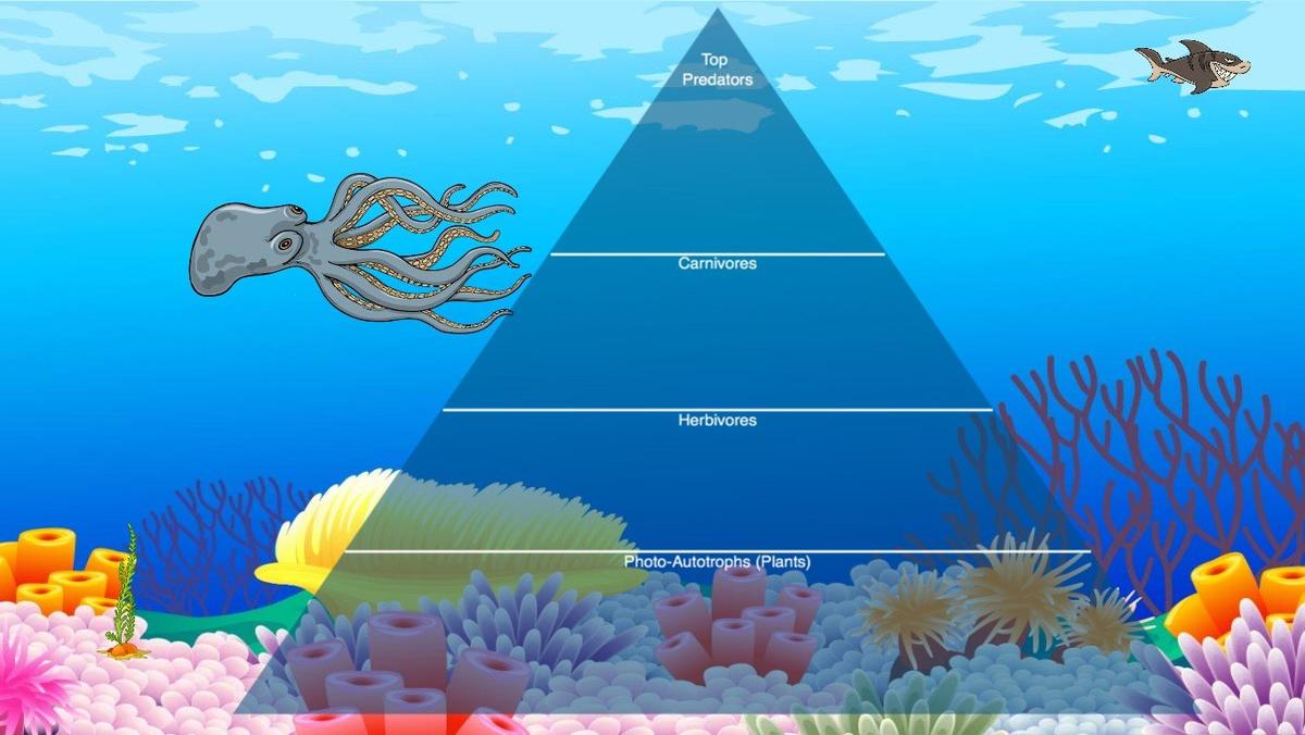 Ocean Ecological Pyramid - TEMPLATE