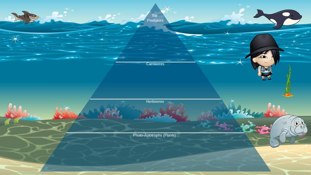 Ocean Ecological Pyramid - TEMPLATE