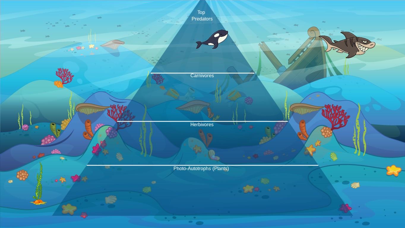 Ocean Ecological Pyramid - TEMPLATE