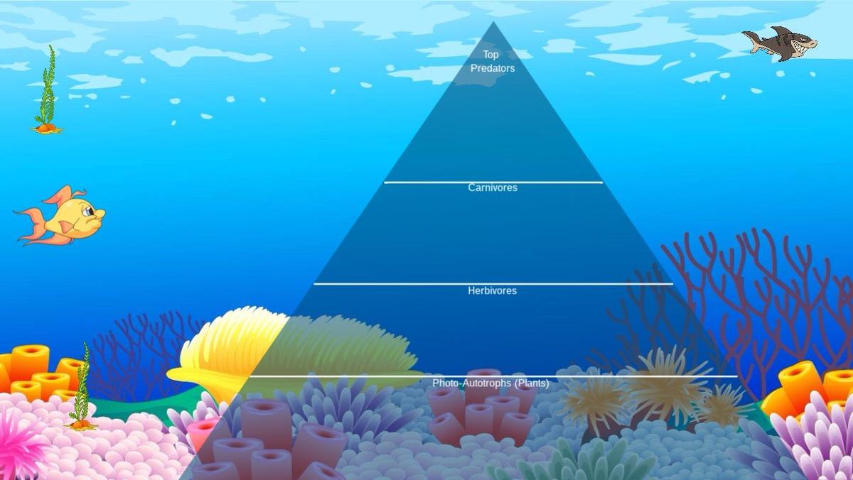 Ocean Ecological Pyramid - TEMPLATE