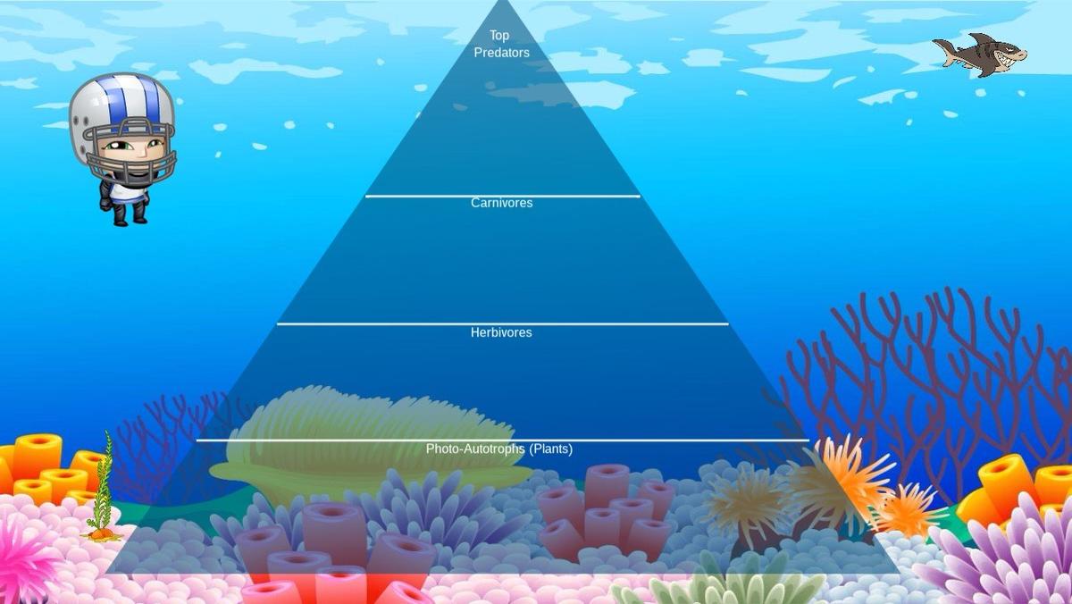 Ocean Ecological Pyramid - TEMPLATE