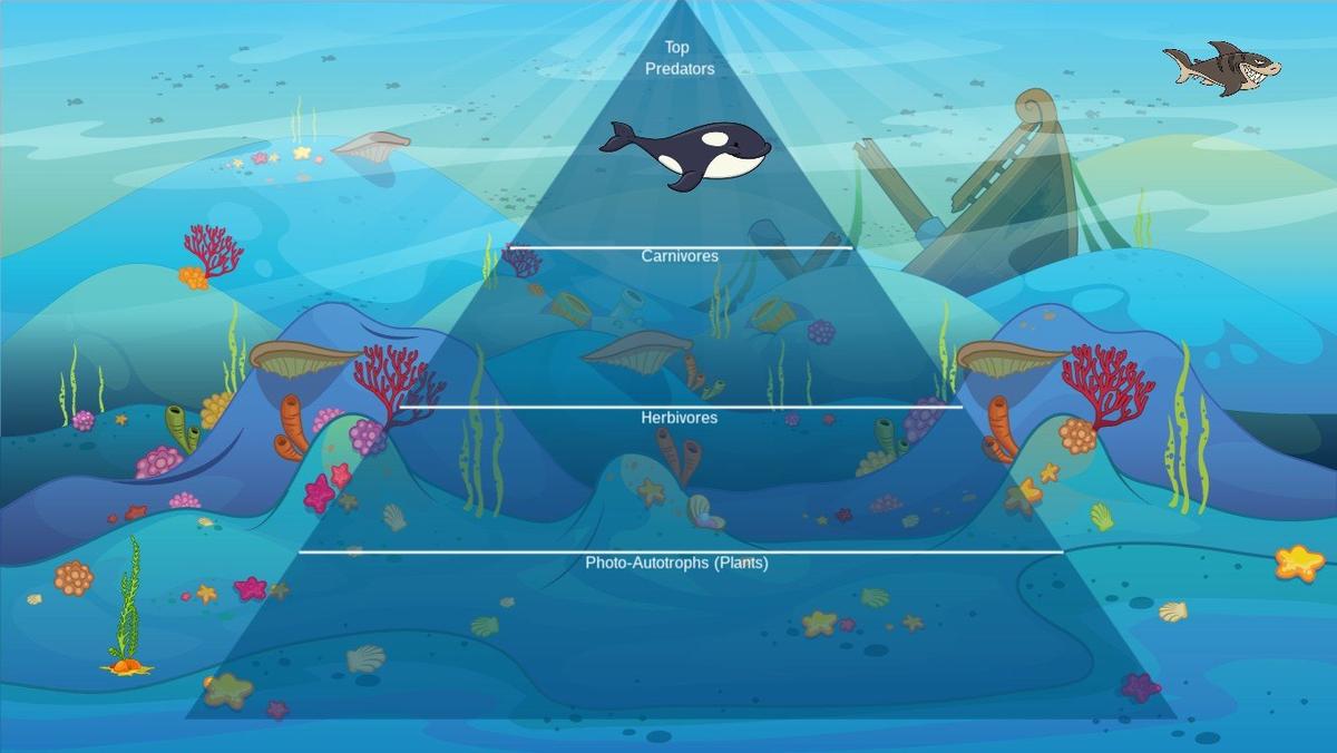 Ocean Ecological Pyramid - TEMPLATE