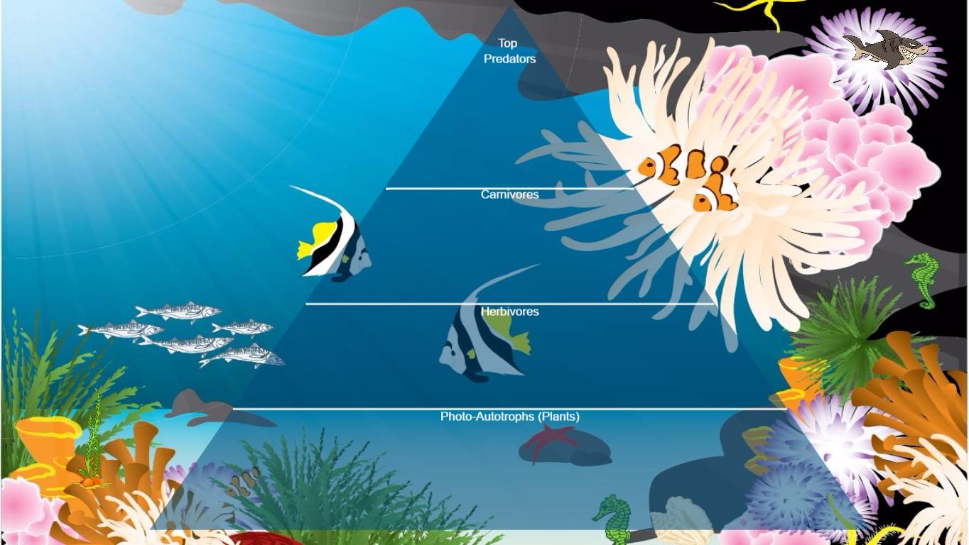 Ocean Ecological Pyramid - TEMPLATE