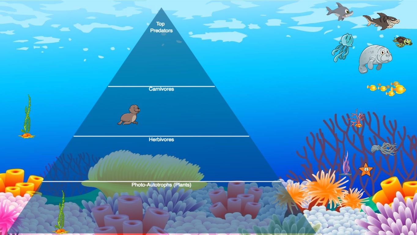 Ocean Ecological Pyramid - TEMPLATE