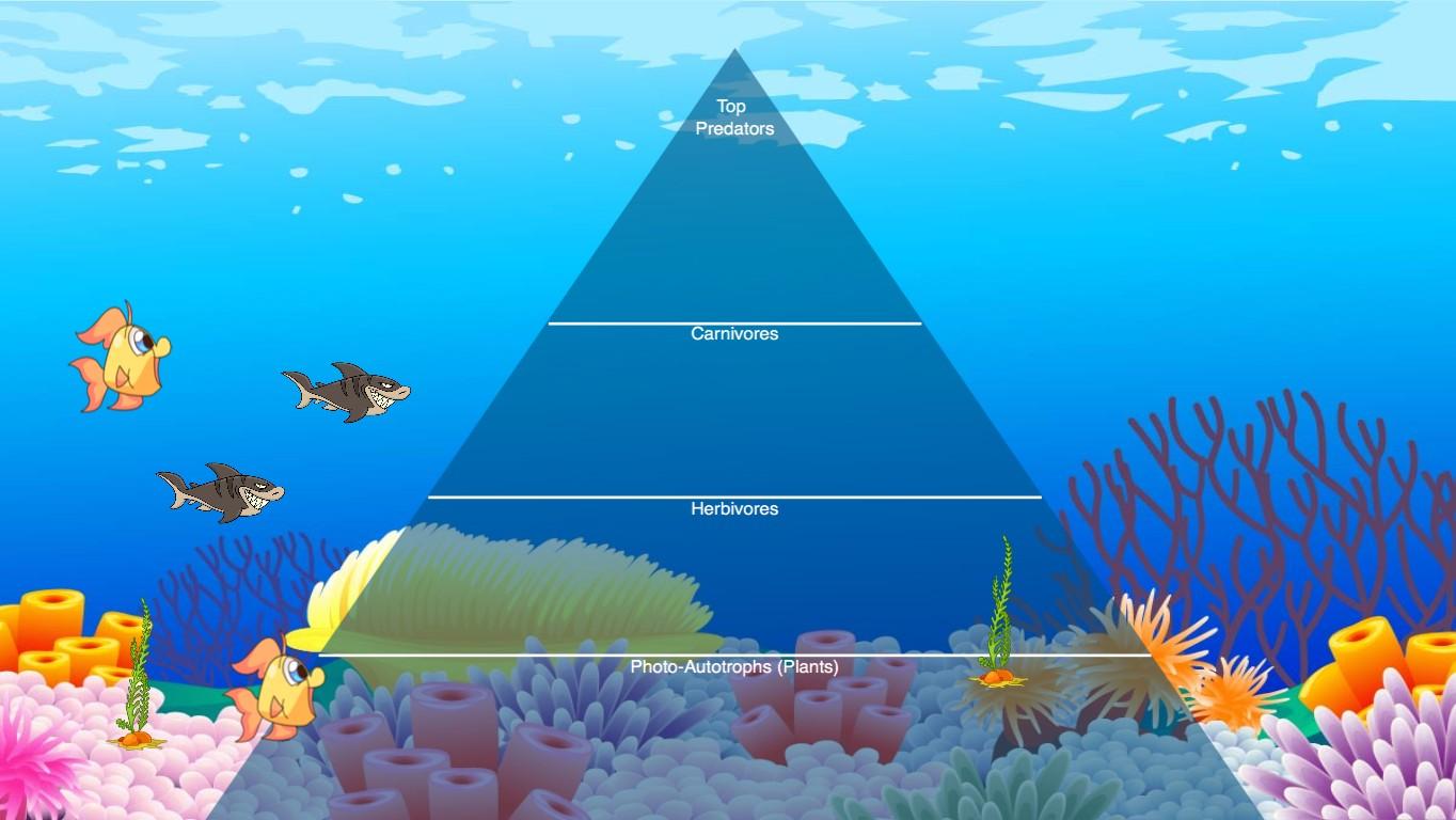 Ocean Ecological Pyramid - TEMPLATE