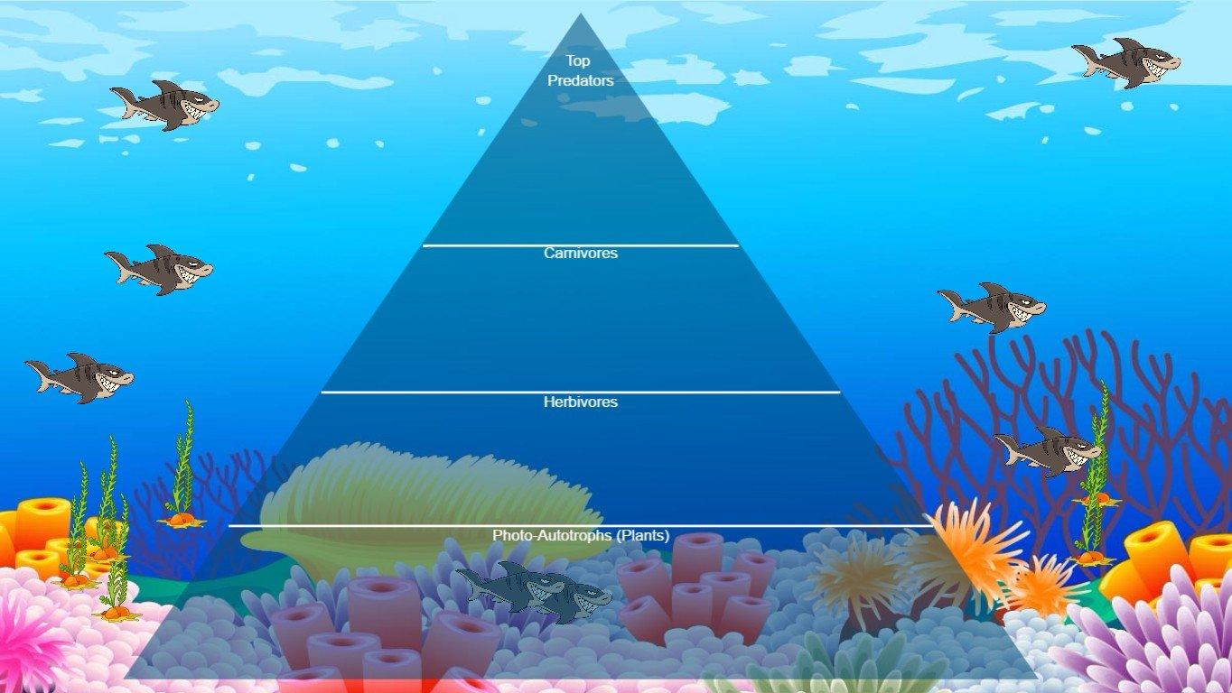 Ocean Ecological Pyramid - TEMPLATE