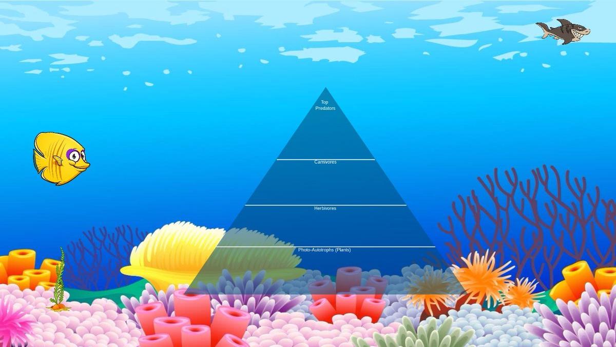 Ocean Ecological Pyramid - TEMPLATE