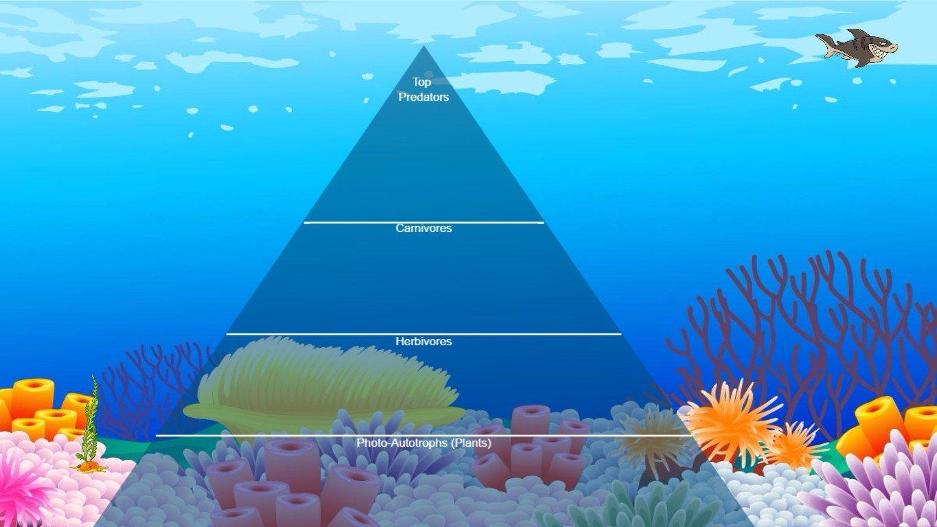 Ocean Ecological Pyramid - TEMPLATE