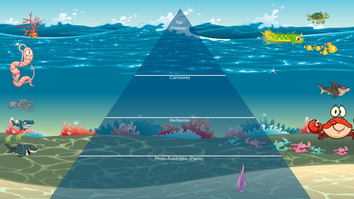 Ocean Ecological Pyramid - TEMPLATE