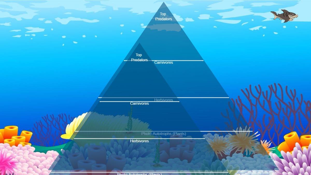 Ocean Ecological Pyramid - TEMPLATE