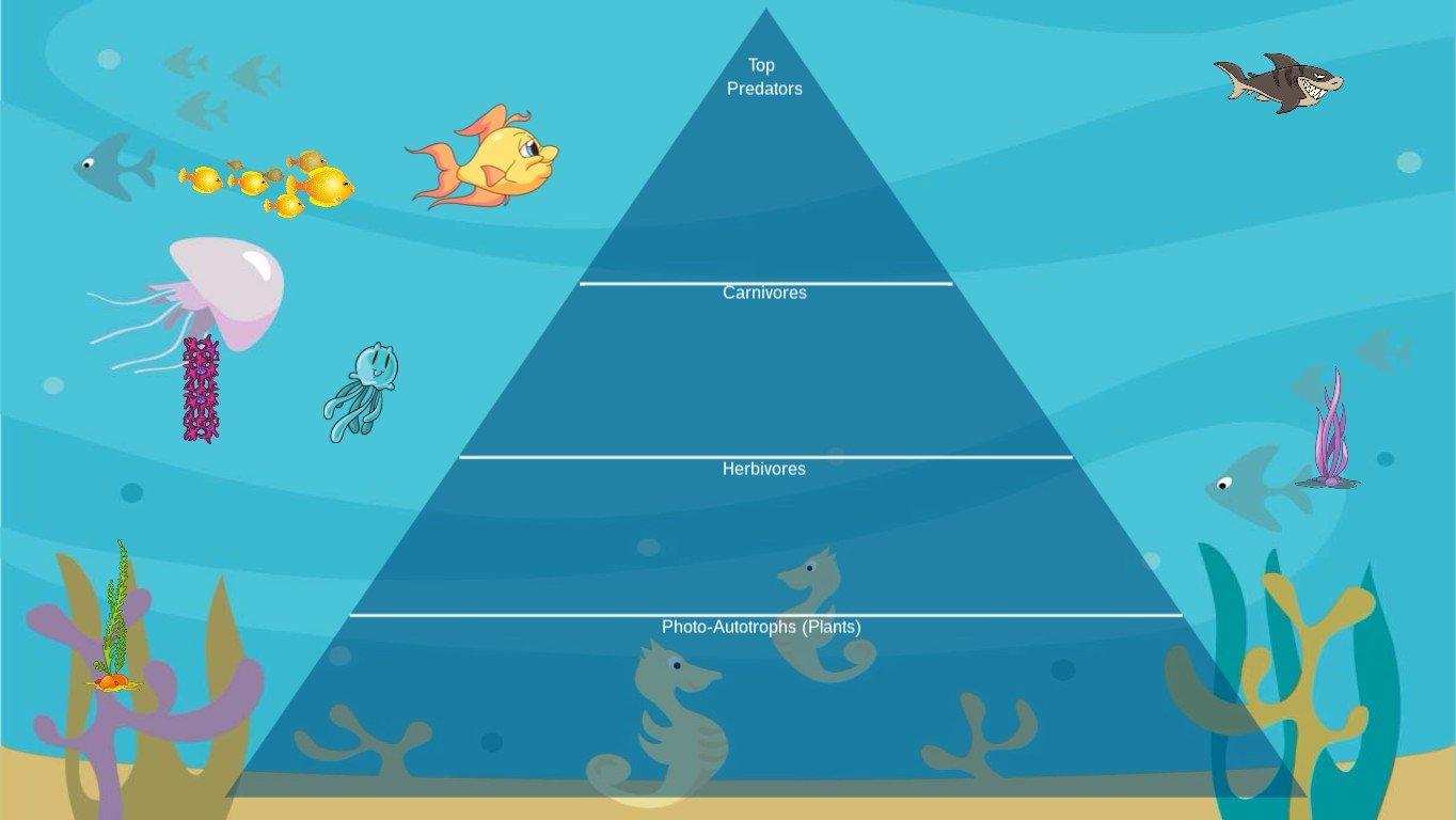 Ocean Ecological Pyramid - TEMPLATE