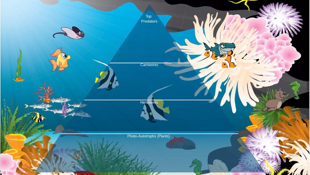 Ocean Ecological Pyramid - TEMPLATE