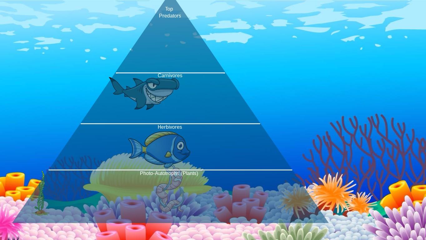 Ocean Ecological Pyramid - TEMPLATE