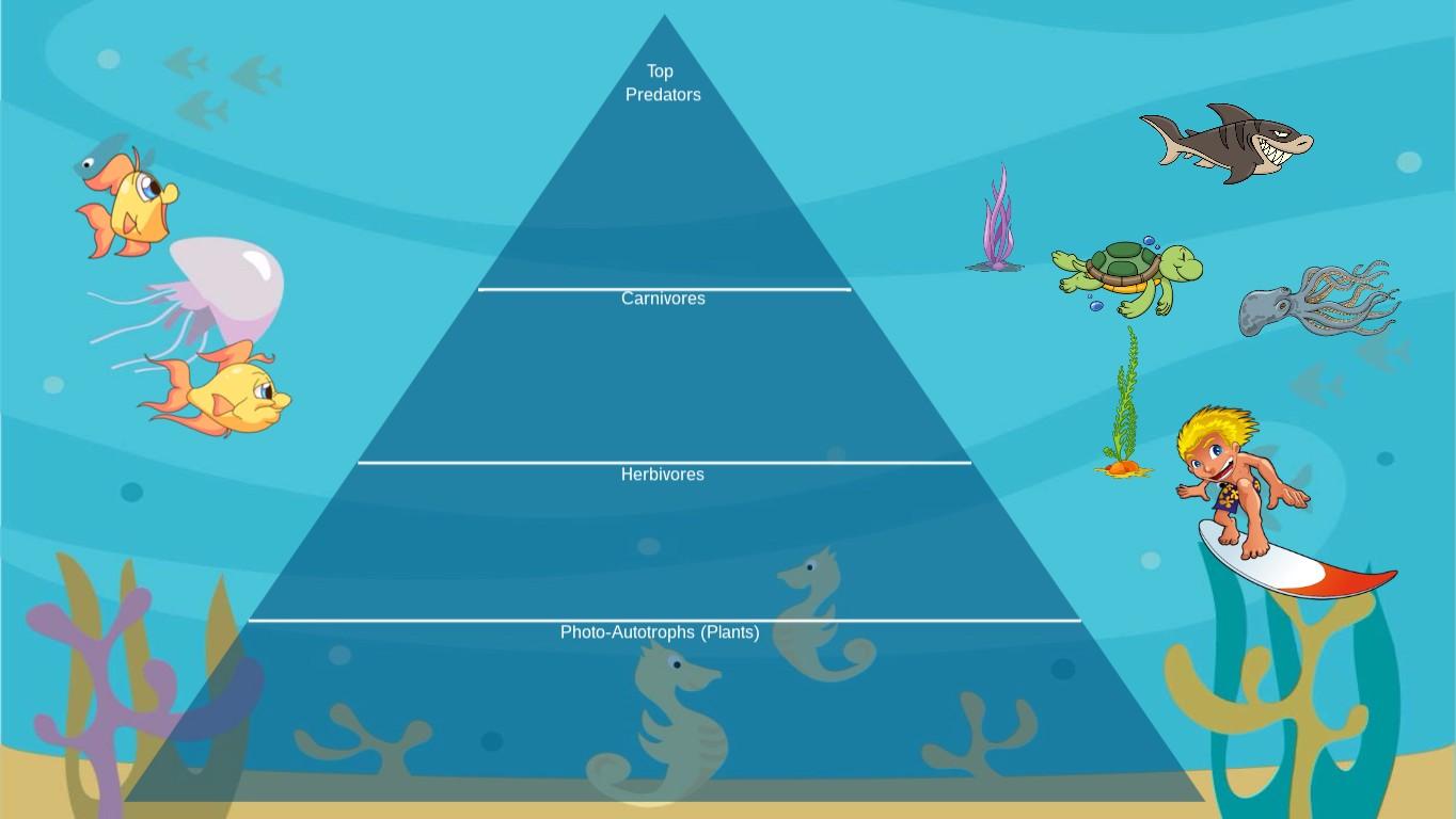 Ocean Ecological Pyramid - TEMPLATE