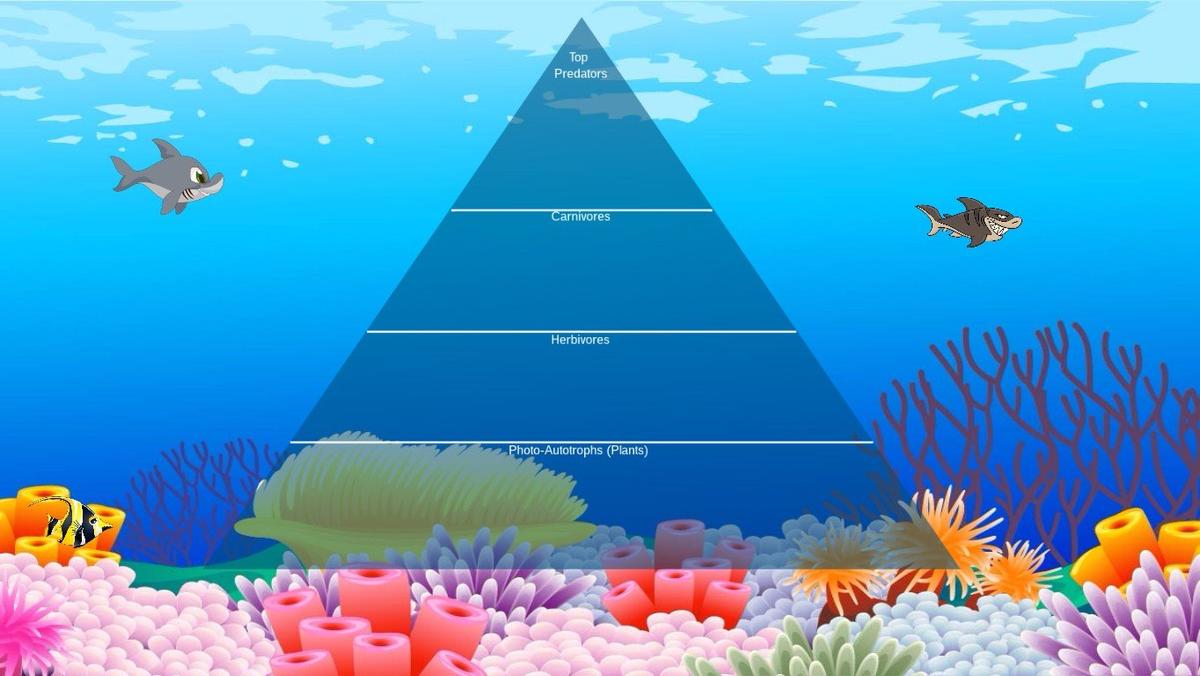 Ocean Ecological Pyramid - TEMPLATE