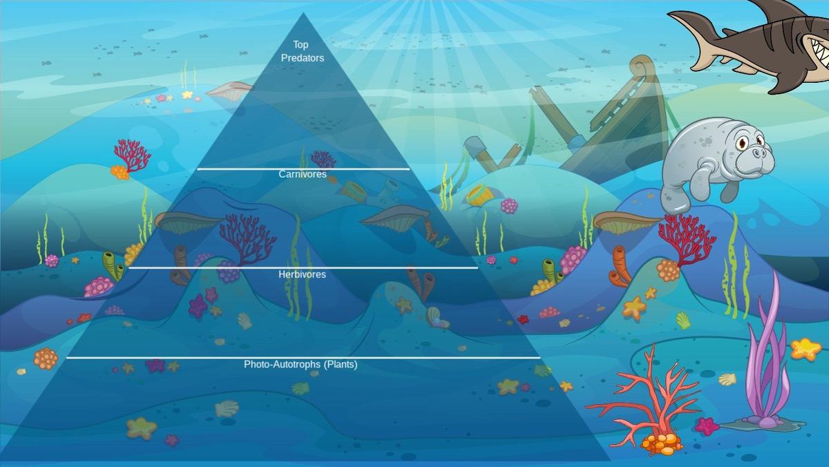 Ocean Ecological Pyramid - TEMPLATE