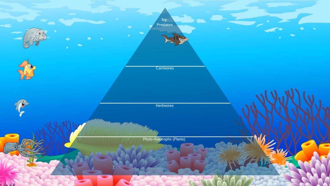 Ocean Ecological Pyramid - TEMPLATE