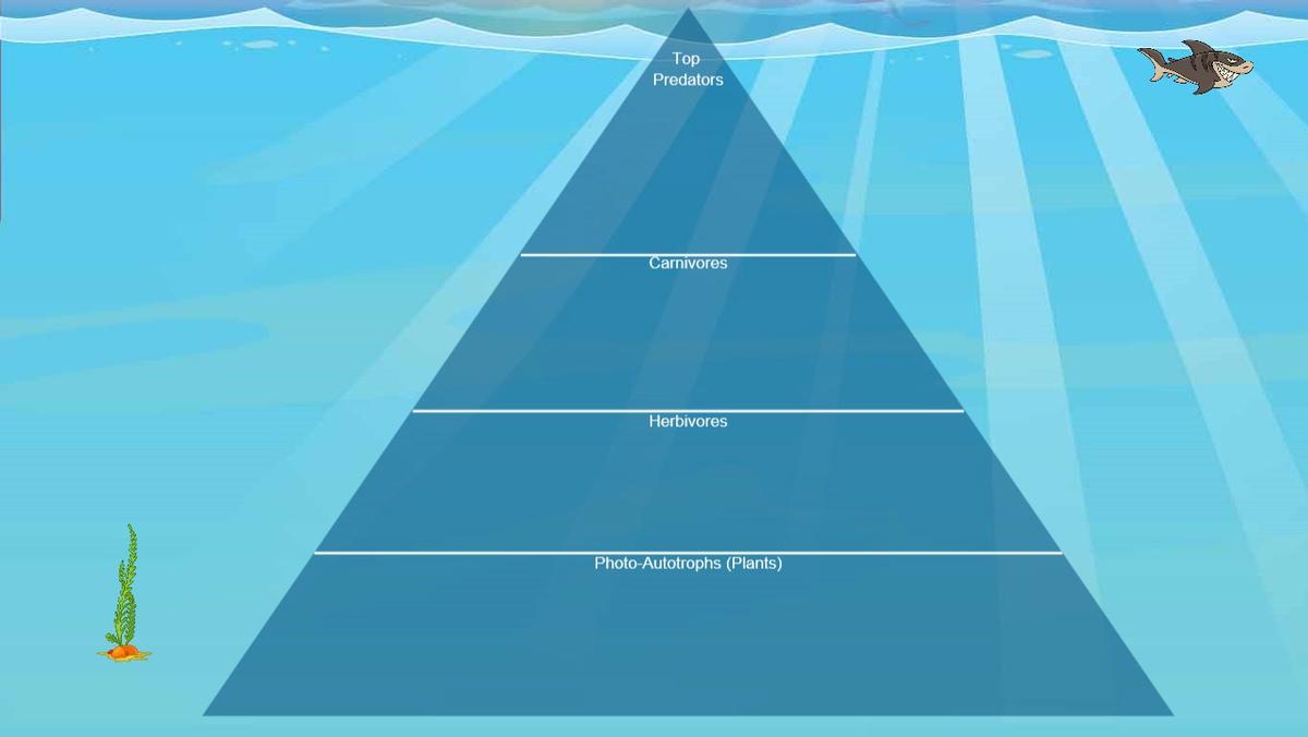 Ocean Ecological Pyramid - TEMPLATE