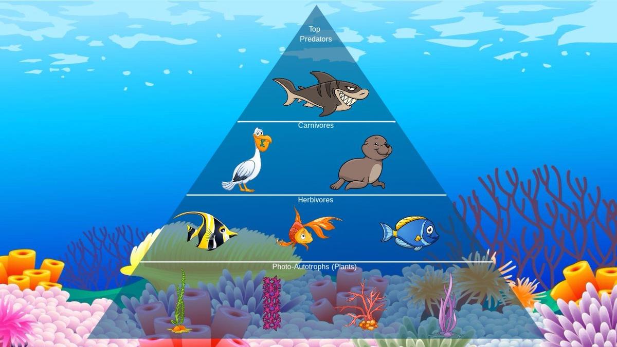 Ocean Ecological Pyramid - TEMPLATE