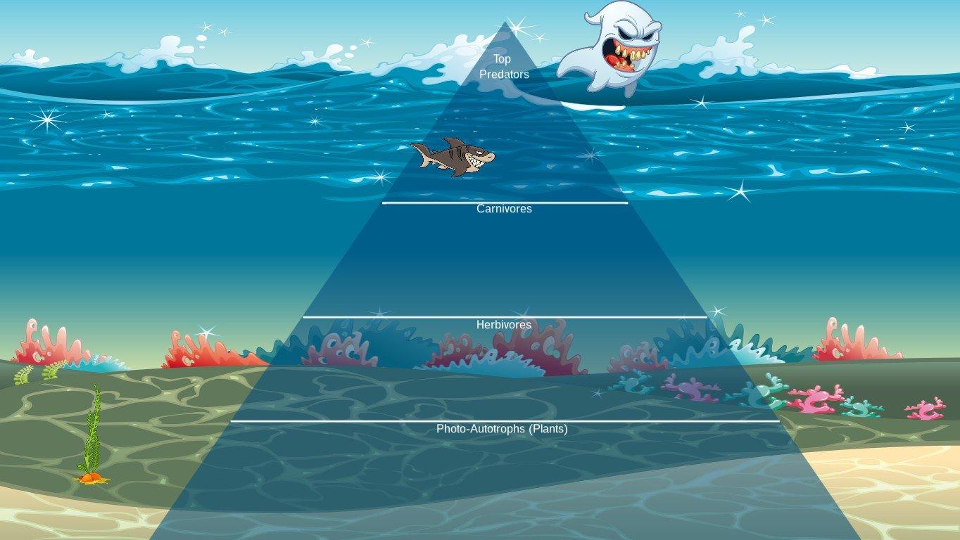 Ocean Ecological Pyramid - TEMPLATE