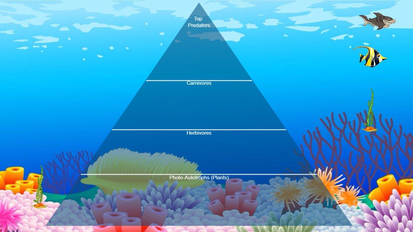 Ocean Ecological Pyramid - TEMPLATE