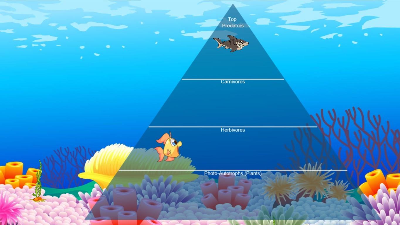 Ocean Ecological Pyramid - TEMPLATE