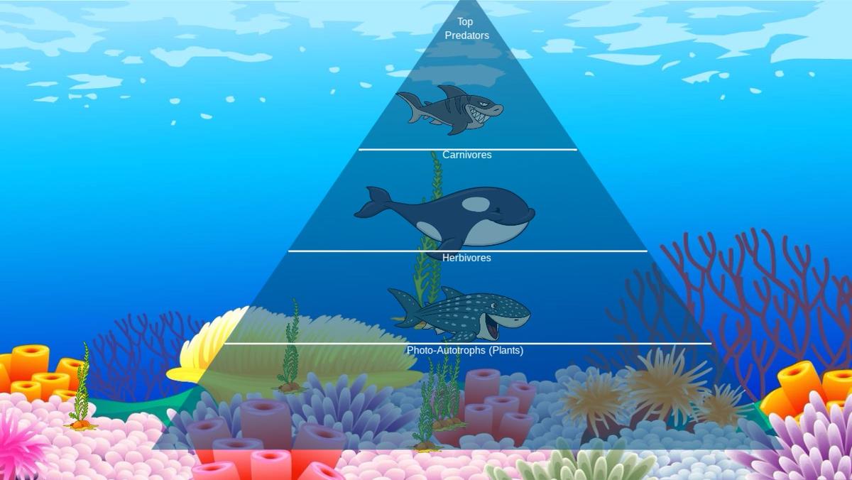 Ocean Ecological Pyramid - TEMPLATE