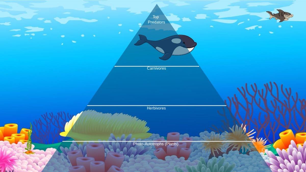 Ocean Ecological Pyramid - TEMPLATE