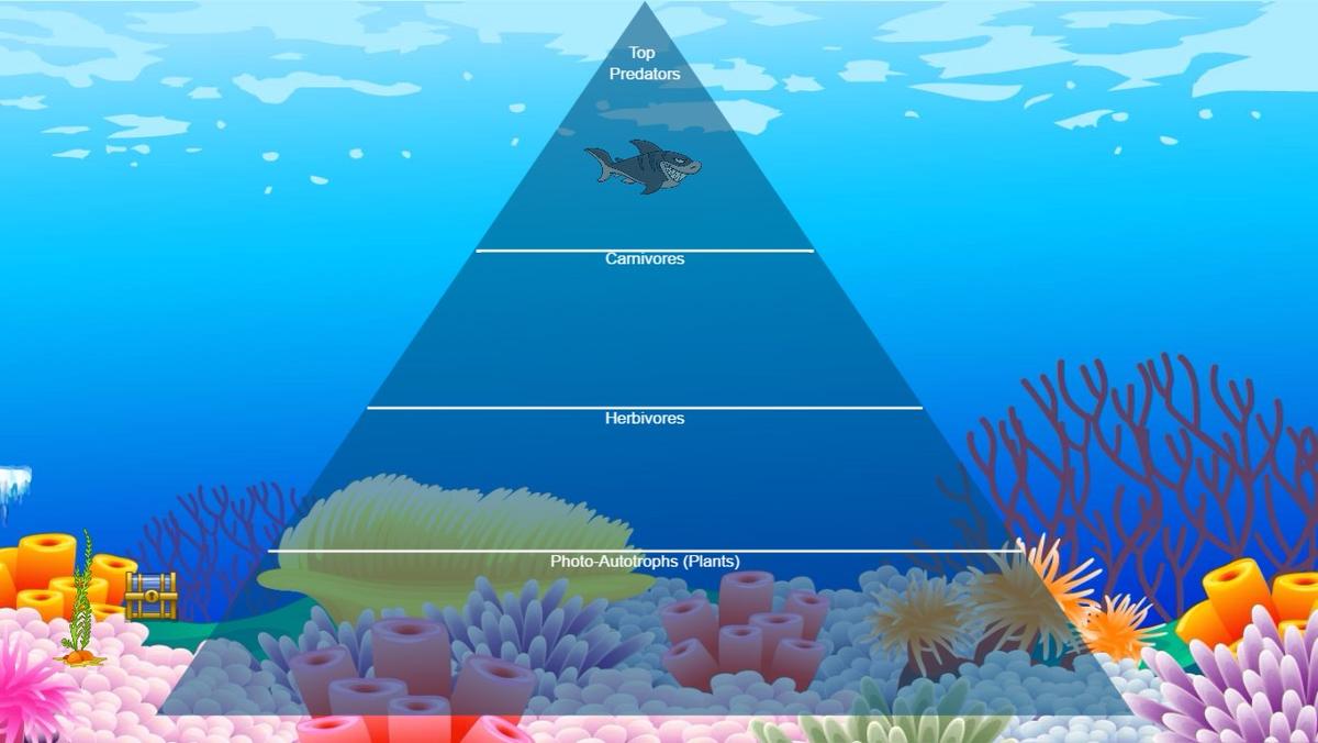 Ocean Ecological Pyramid - TEMPLATE