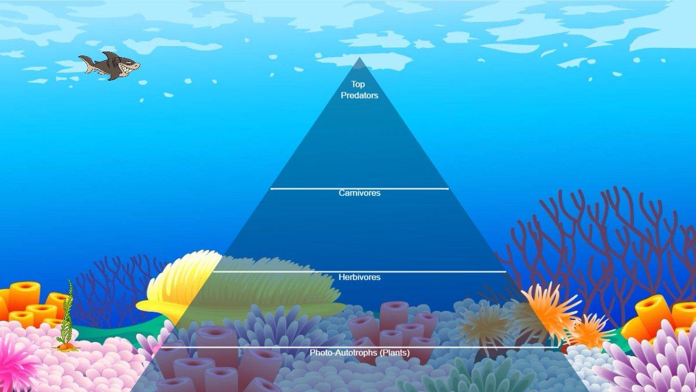 Ocean Ecological Pyramid - TEMPLATE