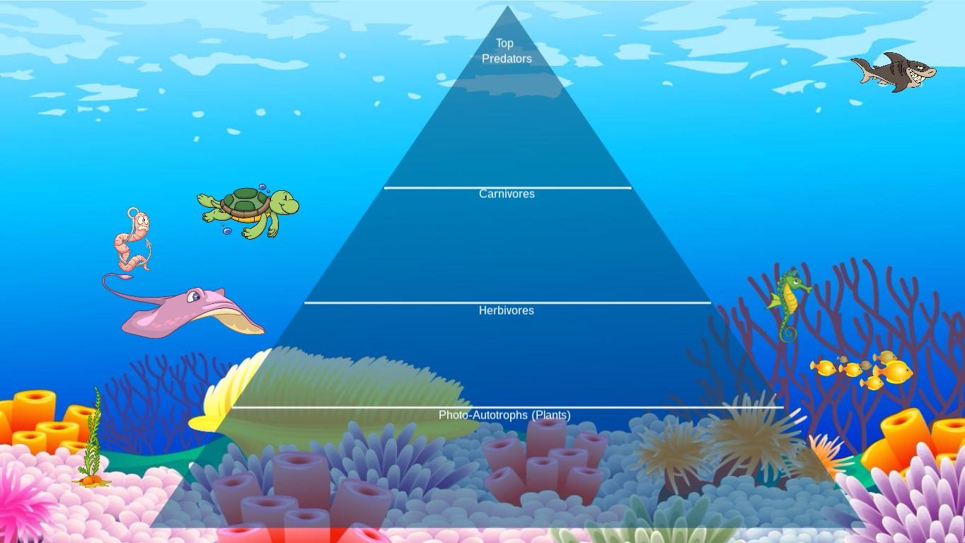 Ocean Ecological Pyramid - TEMPLATE