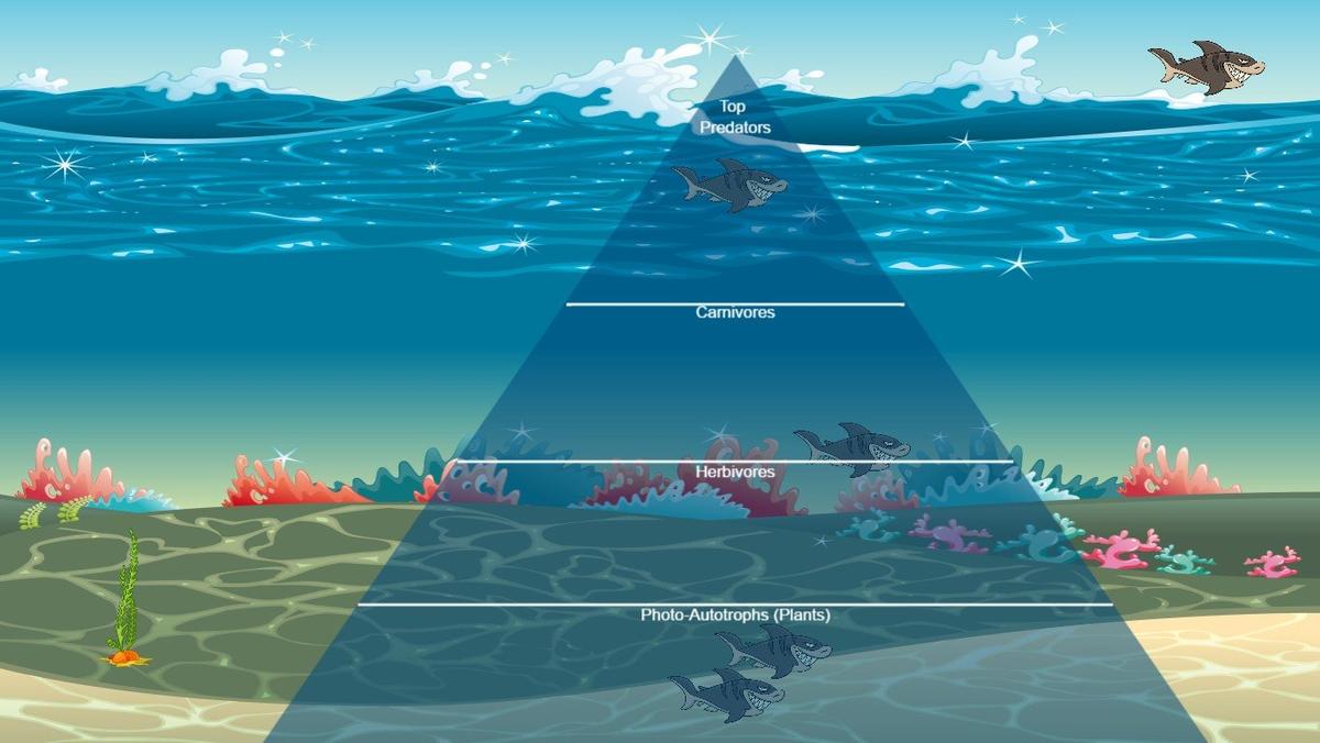 Ocean Ecological Pyramid - TEMPLATE