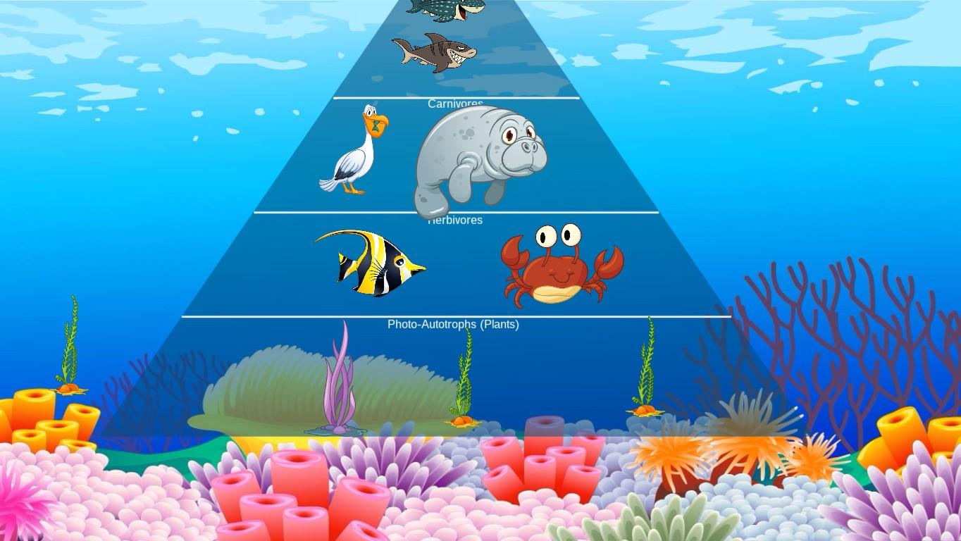 Ocean Ecological Pyramid - TEMPLATE