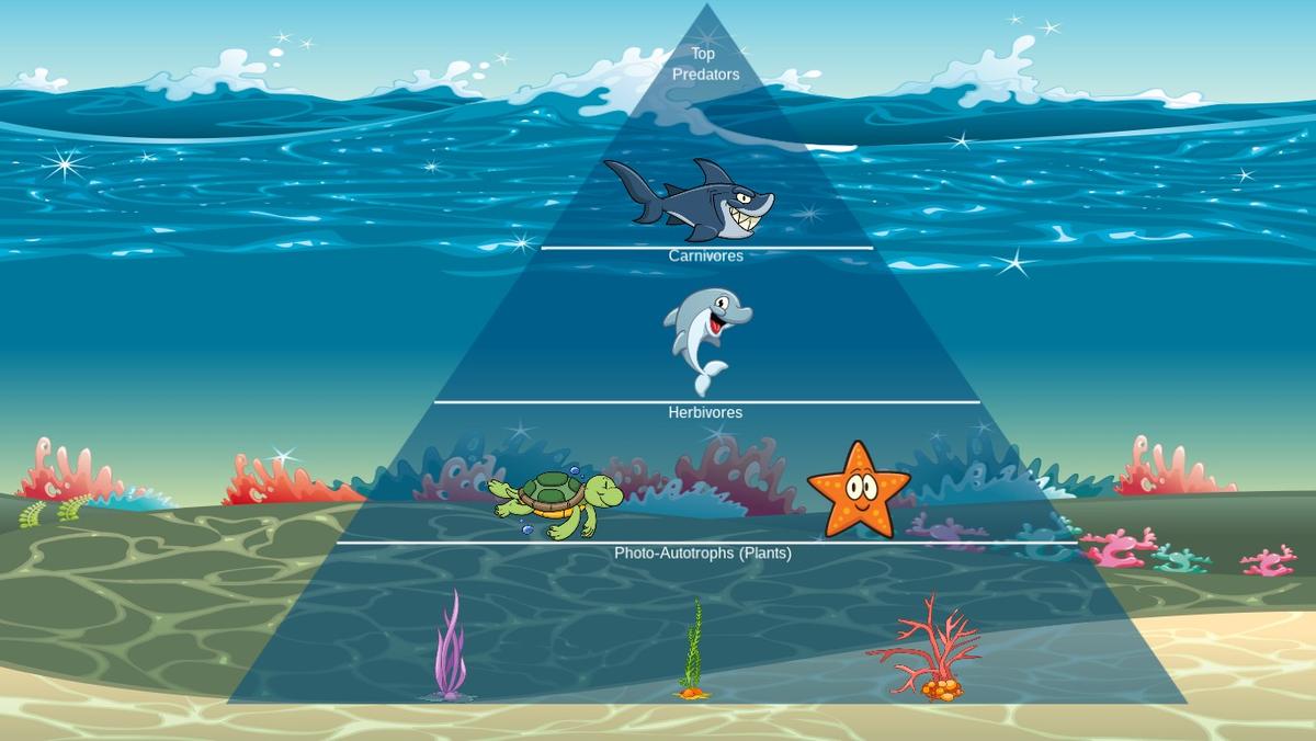 Ocean Ecological Pyramid - TEMPLATE