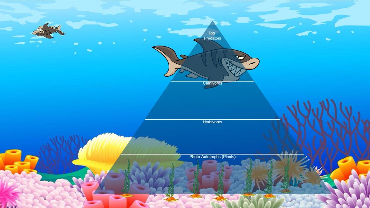 Ocean Ecological Pyramid - TEMPLATE