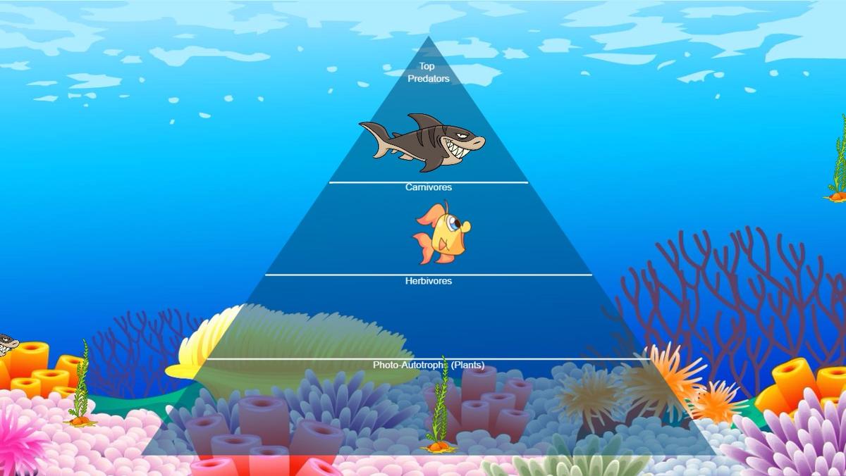 Ocean Ecological Pyramid - TEMPLATE