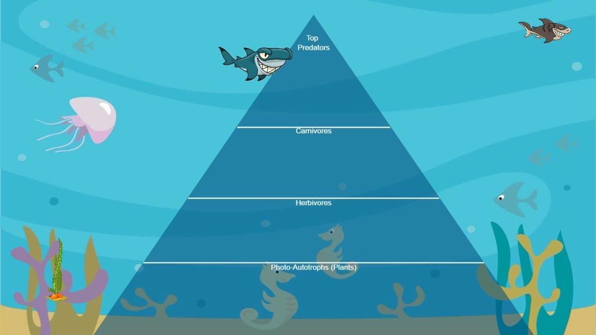 Ocean Ecological Pyramid - TEMPLATE